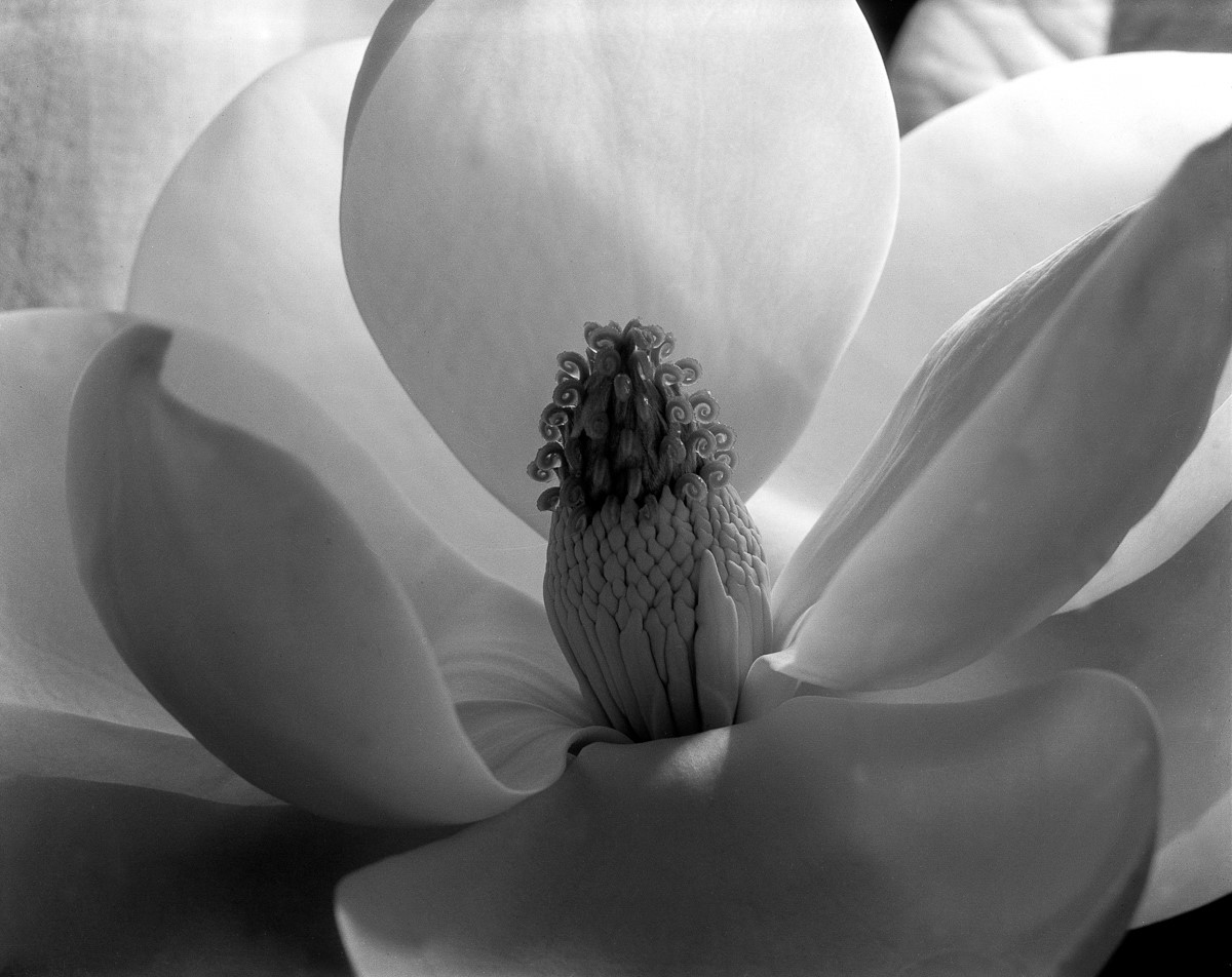 Imogen_Cunningham_Magnolia_Blossom_1925