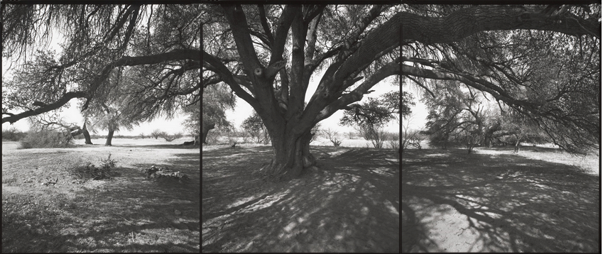 Trees Stir in their Leaves: Barbara Bosworth, National Champion Emory Oak, Arizona, 2001