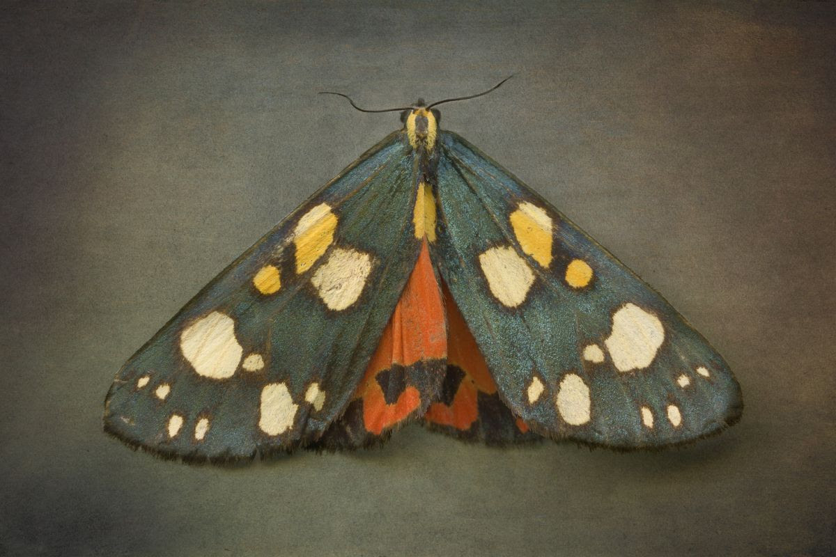 © Kate Breakey, Scarlet Tiger Moth, Callimorpha dominula, n.d.